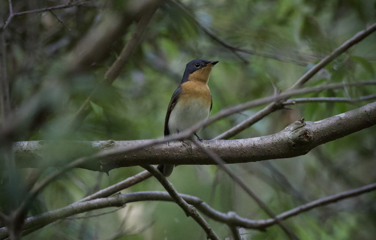 Шёлковая миагра - ML652131802