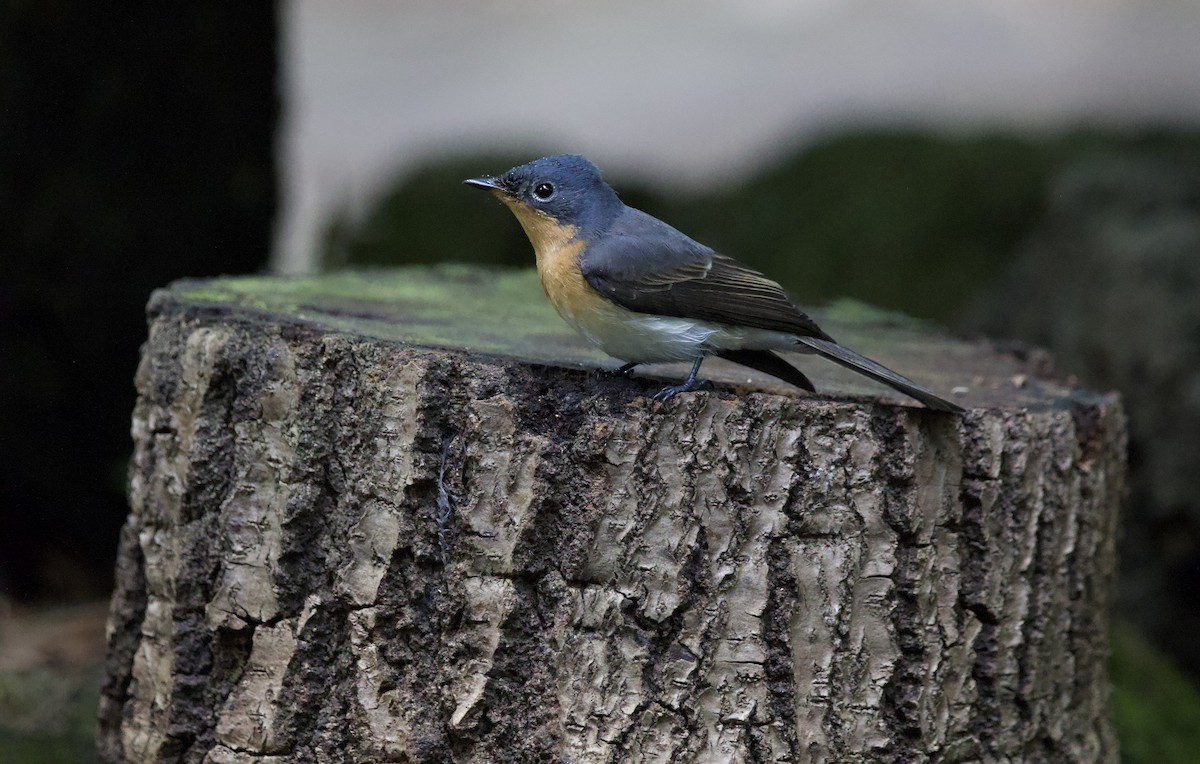 Шёлковая миагра - ML652131803