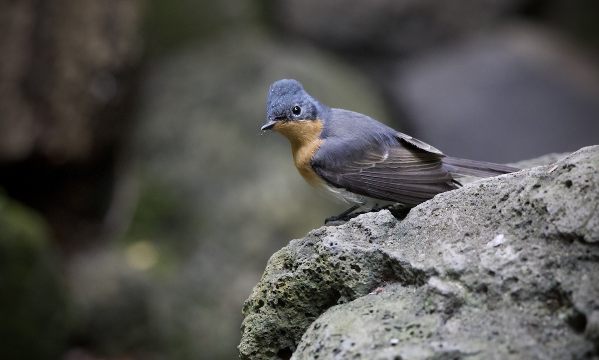 Шёлковая миагра - ML652131837