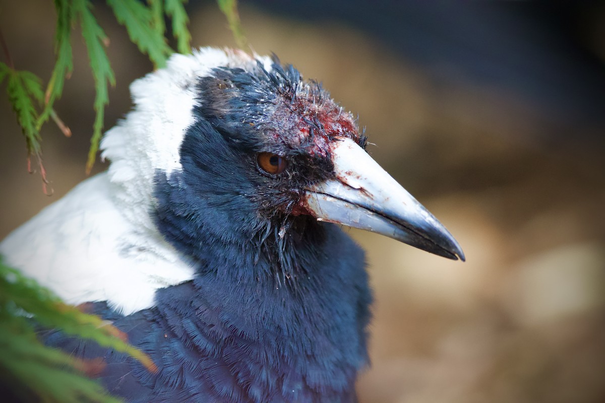 Буругонг, ворона-свистун (telonocua/tyrannica) - ML652131841