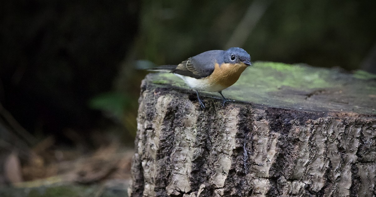Шёлковая миагра - ML652131941