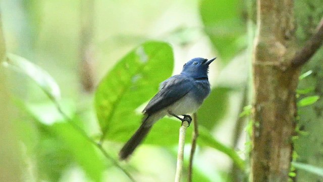 Black-naped Monarch - ML652132209