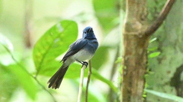 Black-naped Monarch - ML652132210