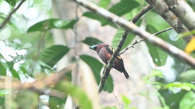 Banded Broadbill - ML652132289
