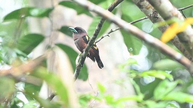 Banded Broadbill - ML652132290