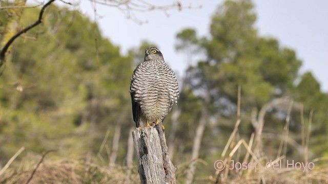 Gavilán Común - ML652132391