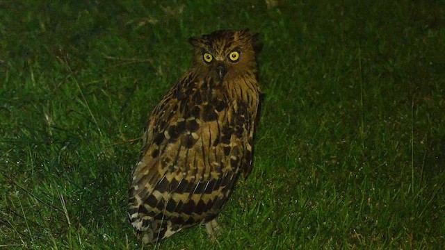 Buffy Fish-Owl - ML652132498