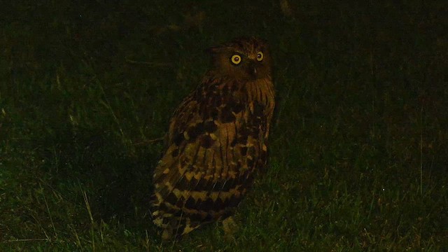 Buffy Fish-Owl - ML652132499