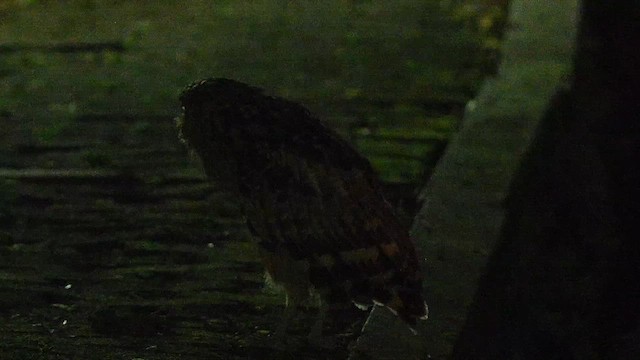 Buffy Fish-Owl - ML652132500