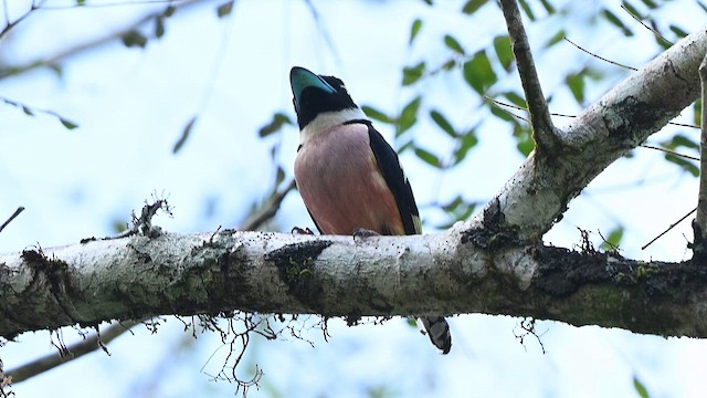 Black-and-yellow Broadbill - ML652132660