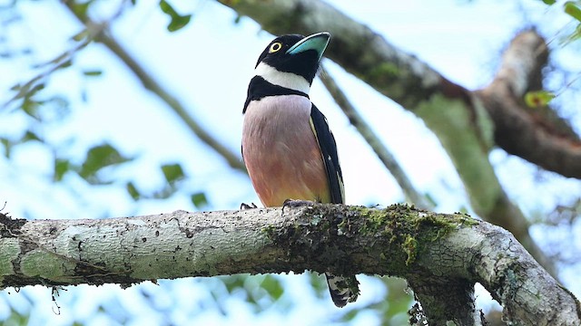 Black-and-yellow Broadbill - ML652132661