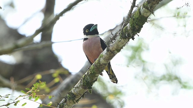 Black-and-yellow Broadbill - ML652132662
