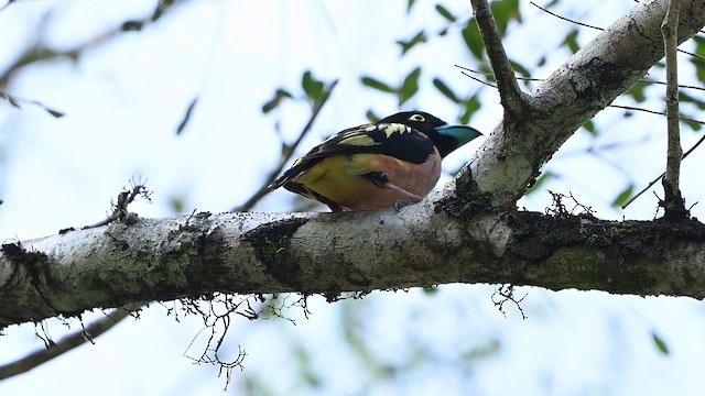 Black-and-yellow Broadbill - ML652132663
