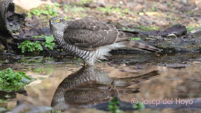 Gavilán Común - ML652133303