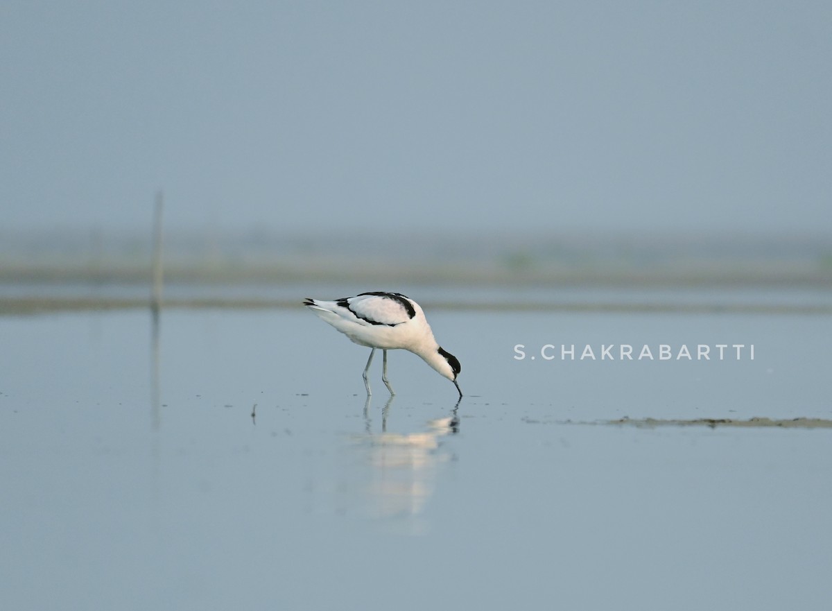 Abozeta kaskabeltza - ML652133678