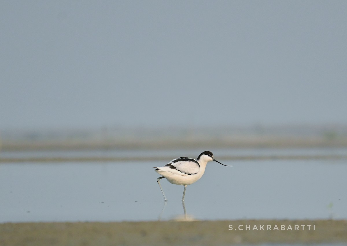 Abozeta kaskabeltza - ML652133679