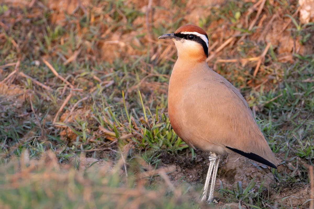 Corredor Indio - ML652133933