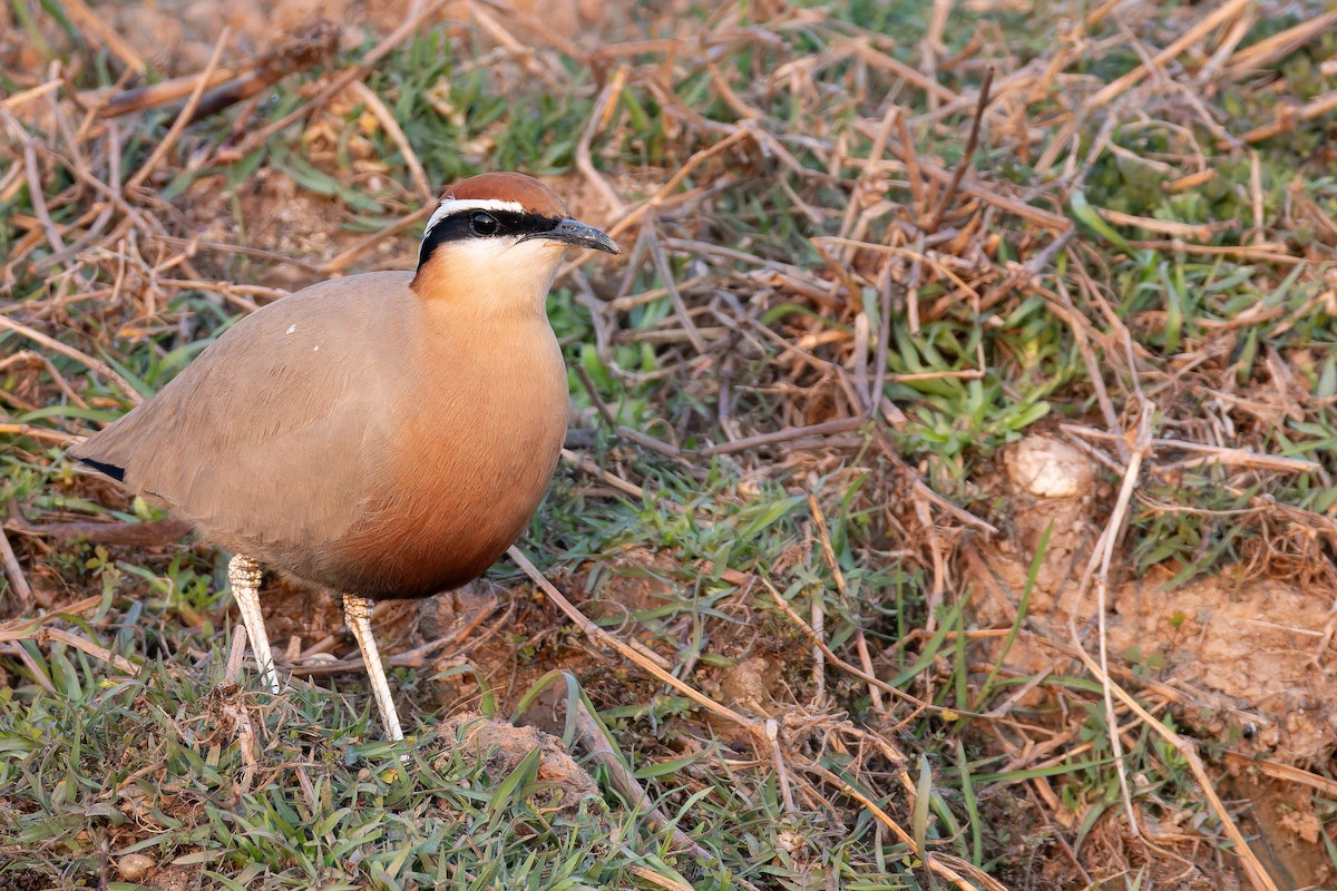 Corredor Indio - ML652133935