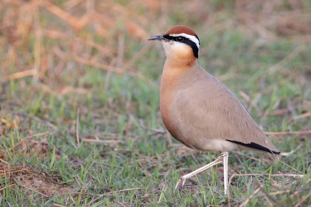 Corredor Indio - ML652133944