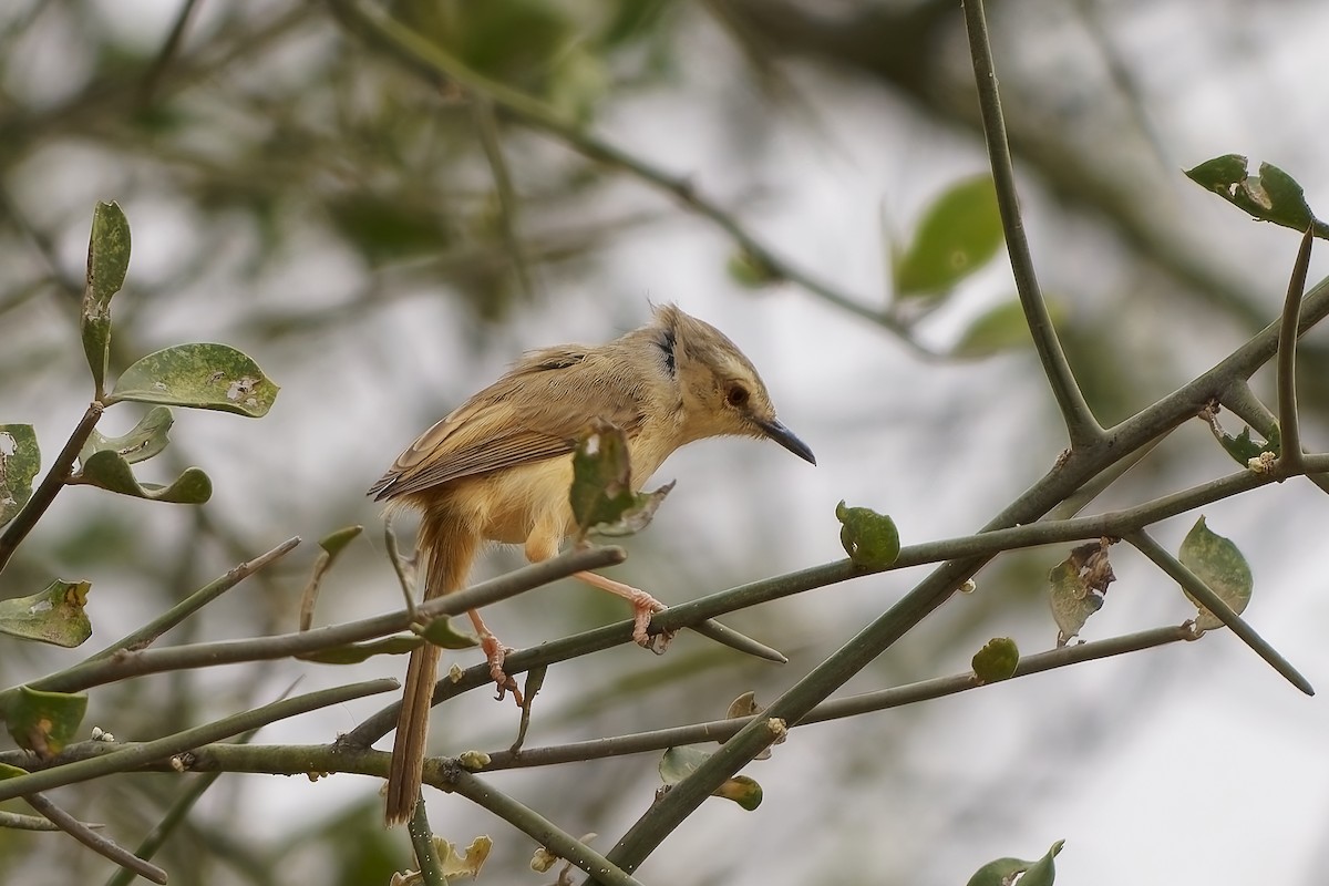 Tawny-flanked Prinia - ML652134524