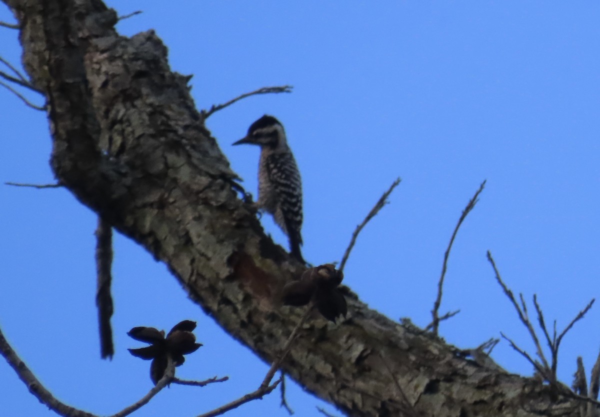 Ladder-backed Woodpecker - ML652134530