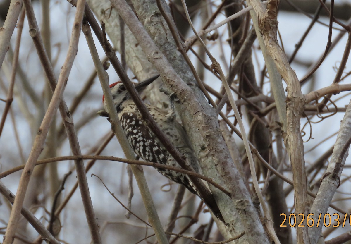 Ladder-backed Woodpecker - ML652134531