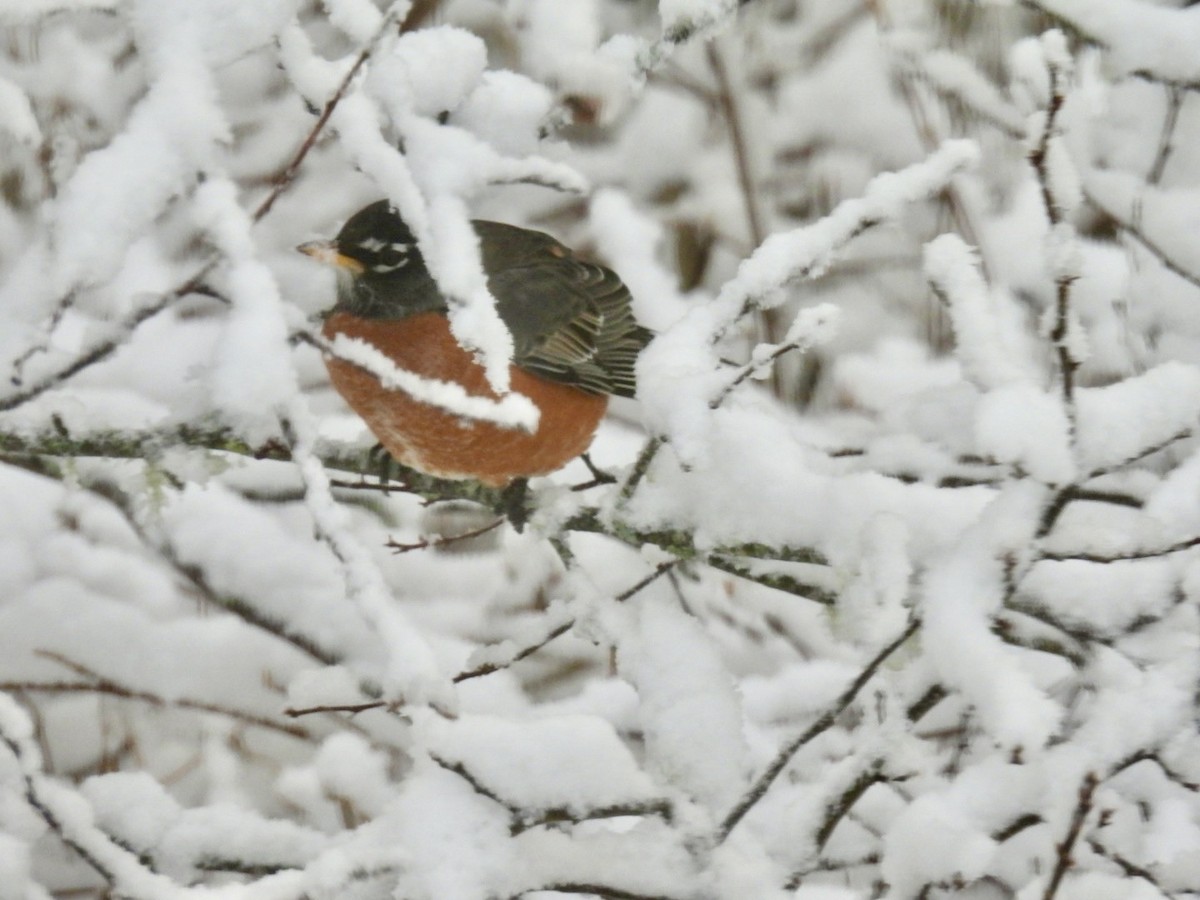 American Robin - ML652134650