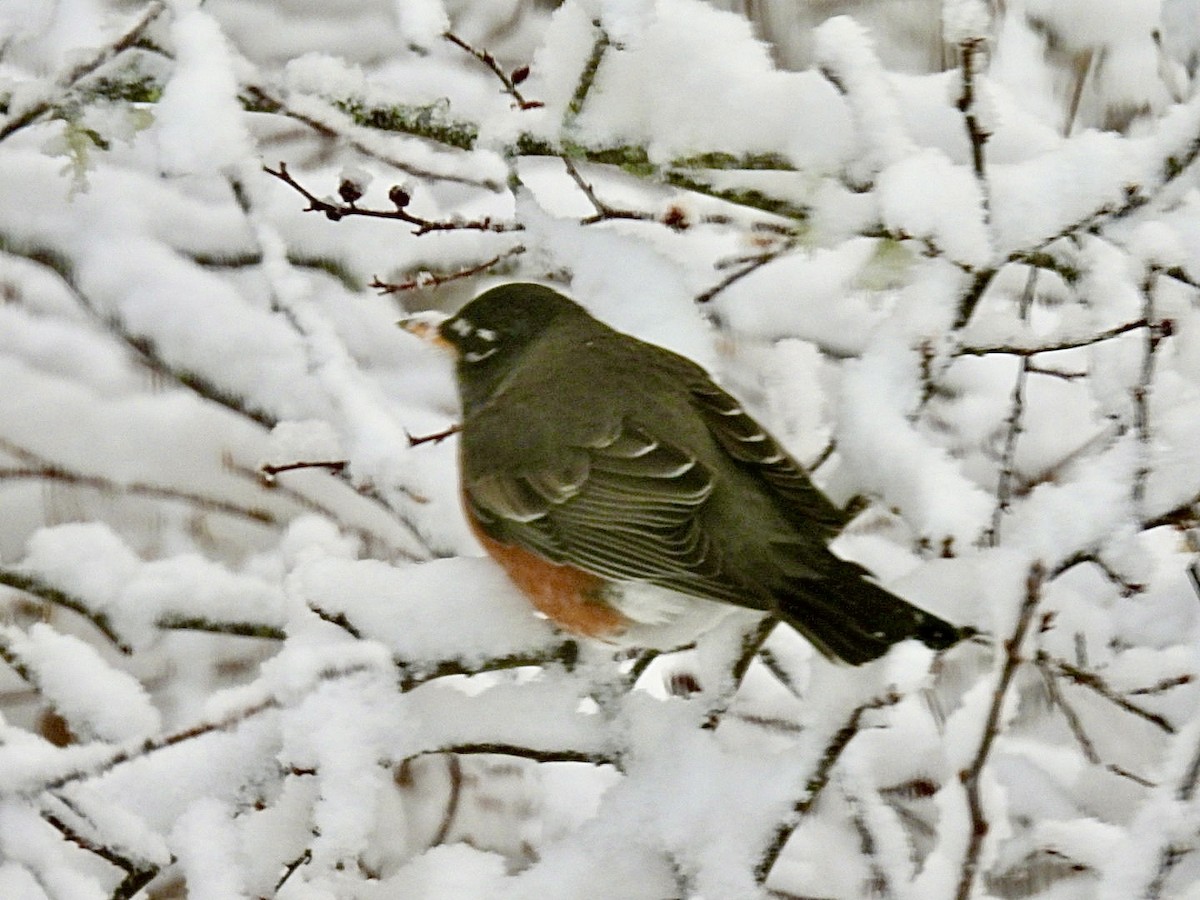 American Robin - ML652134651