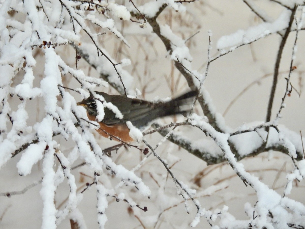American Robin - ML652134652
