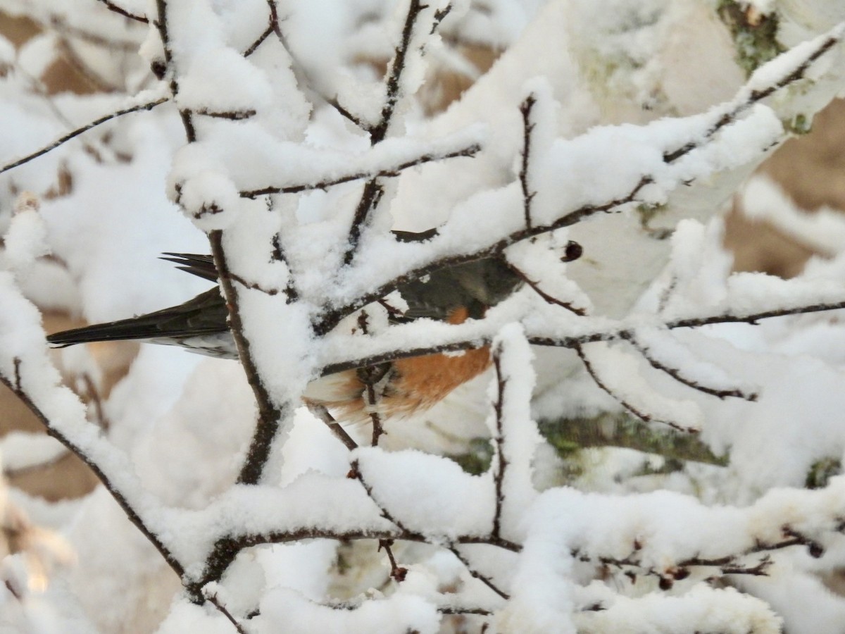 American Robin - ML652134653