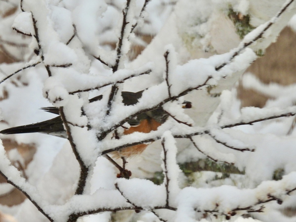American Robin - ML652134654