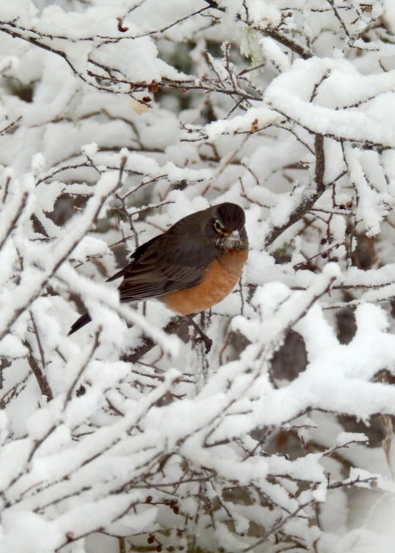 American Robin - ML652134655