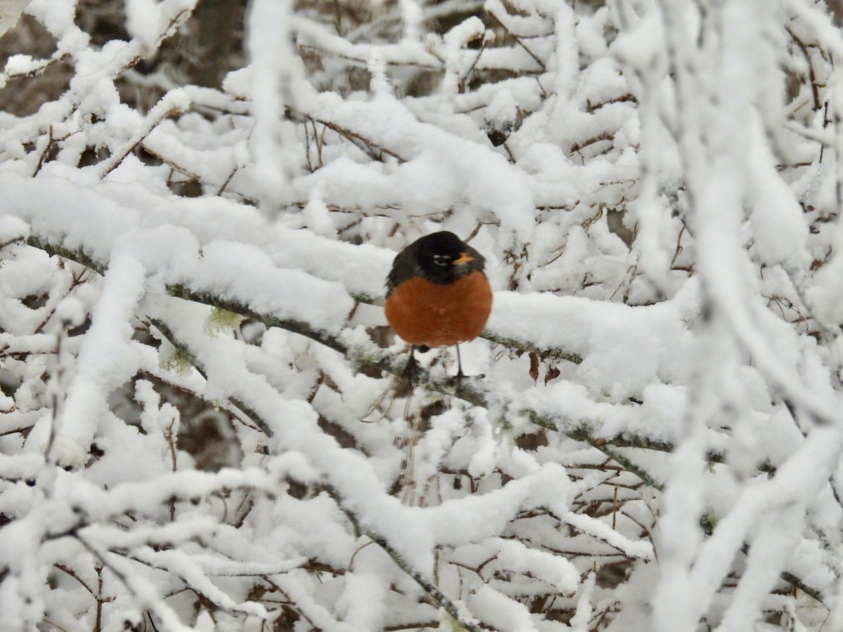 American Robin - ML652134656