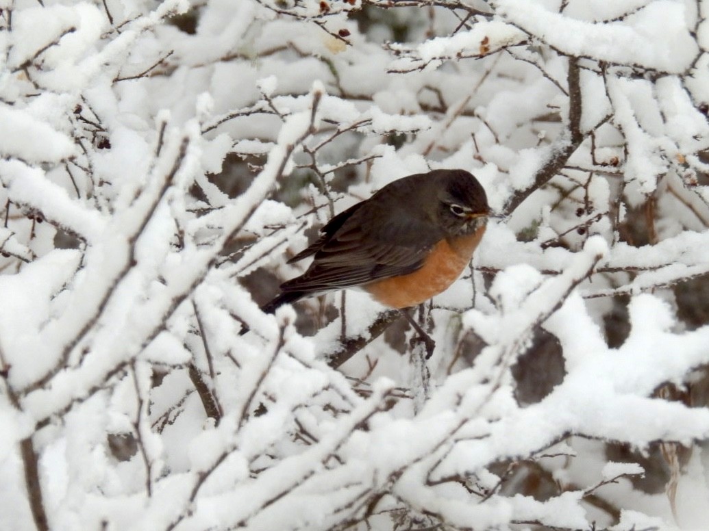 American Robin - ML652134657