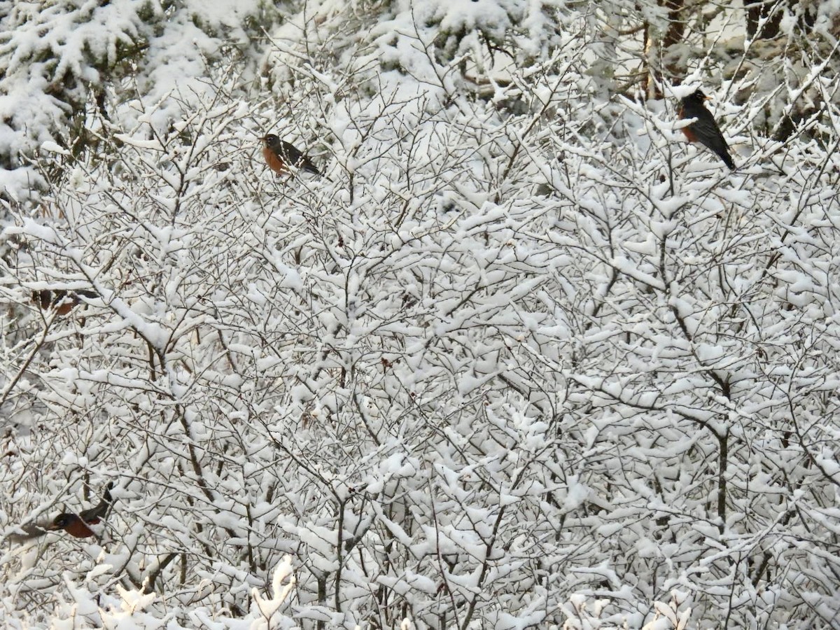 American Robin - ML652134658