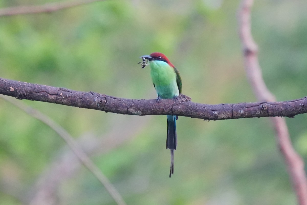 Rufous-crowned Bee-eater - ML652134825