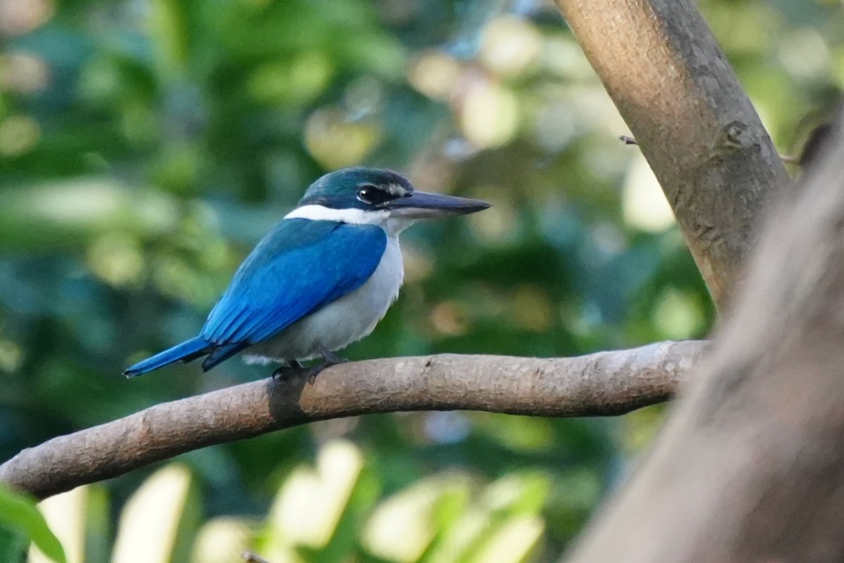 שלדג צווארון - ML652134848