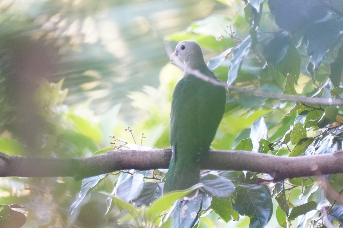 Black-chinned Fruit-Dove - ML652134961