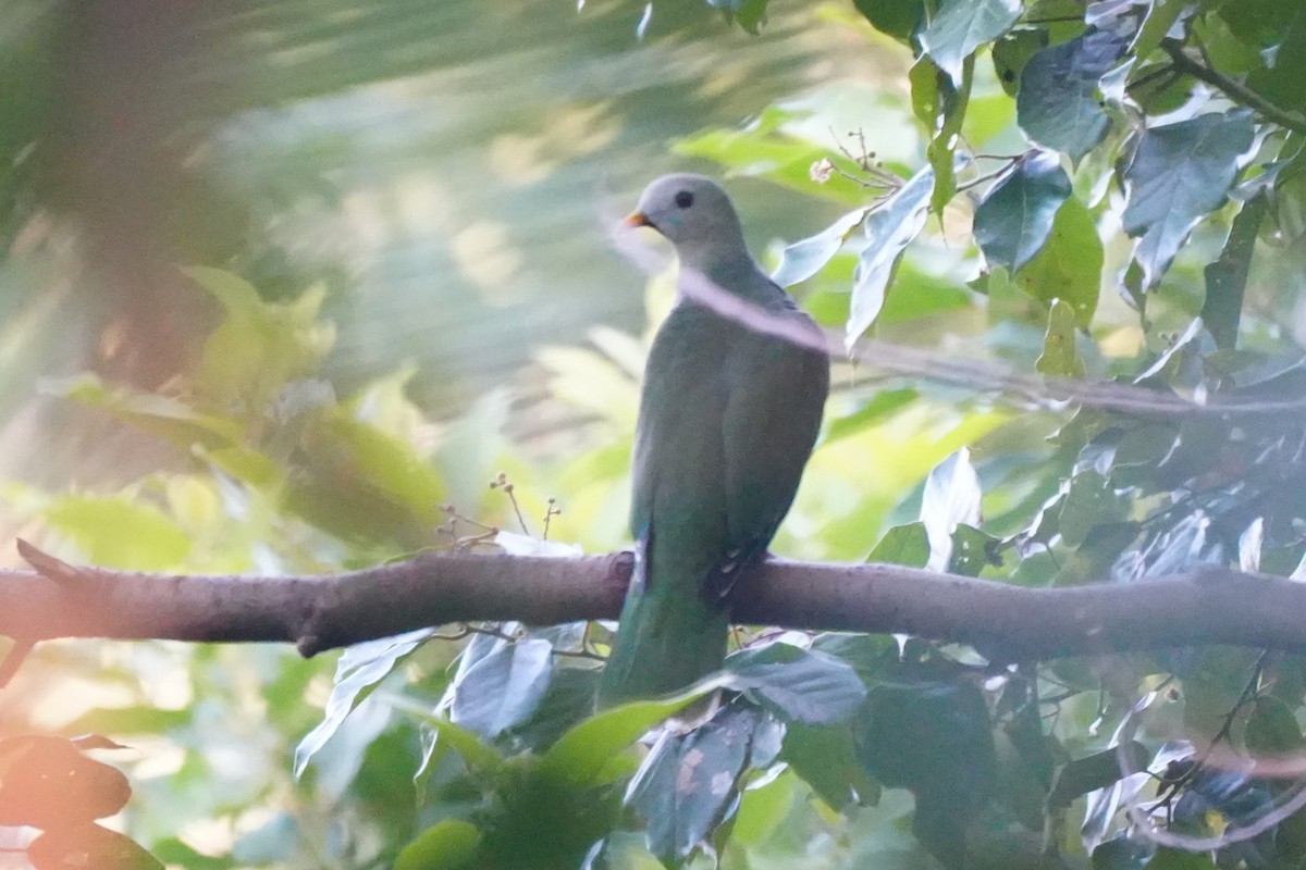 Black-chinned Fruit-Dove - ML652134962