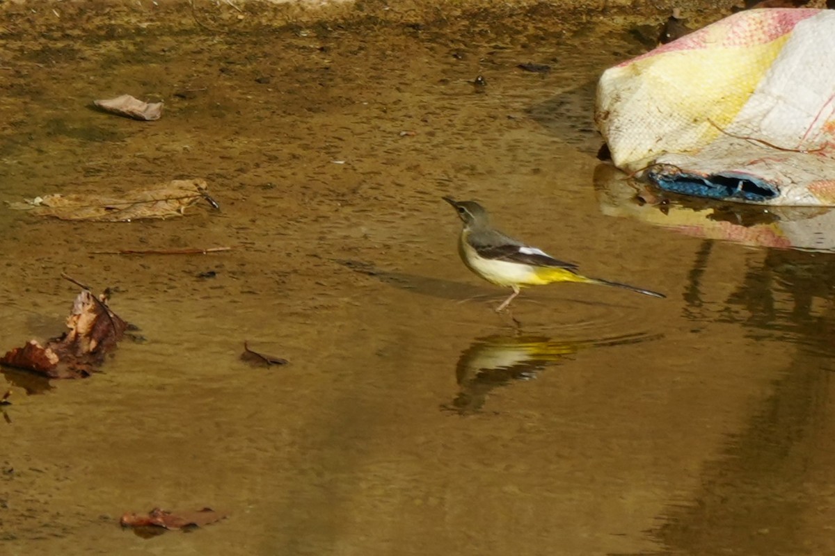 נחליאלי זנבתן - ML652134967