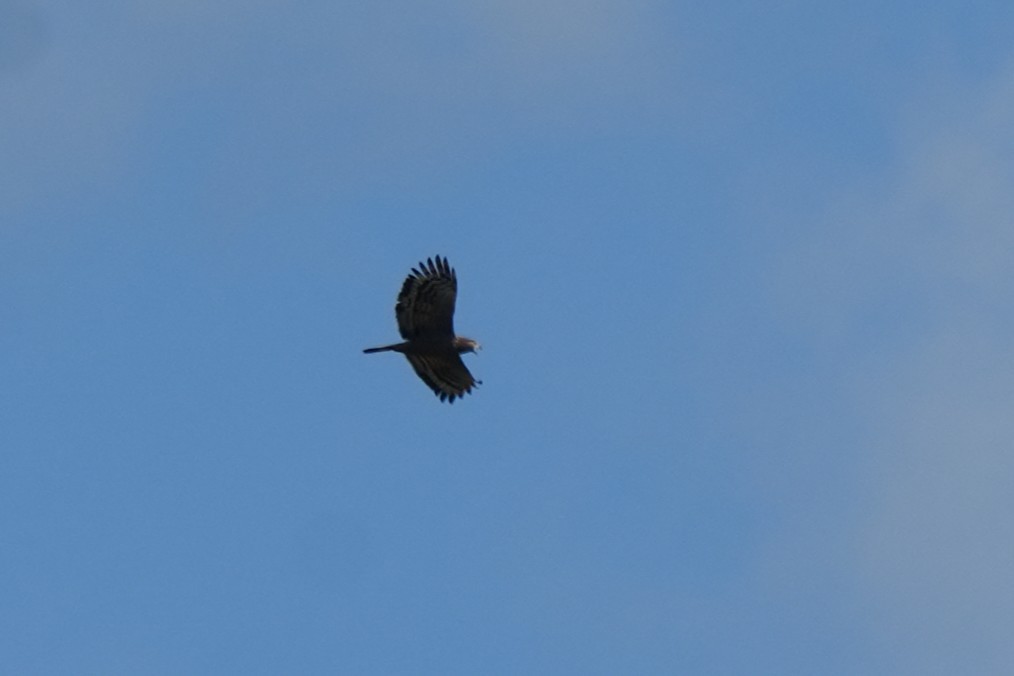 Philippine Serpent-Eagle - ML652134975