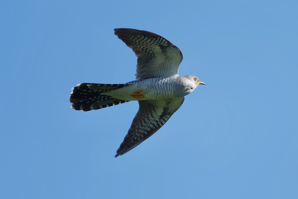 Common Cuckoo - ML652134981
