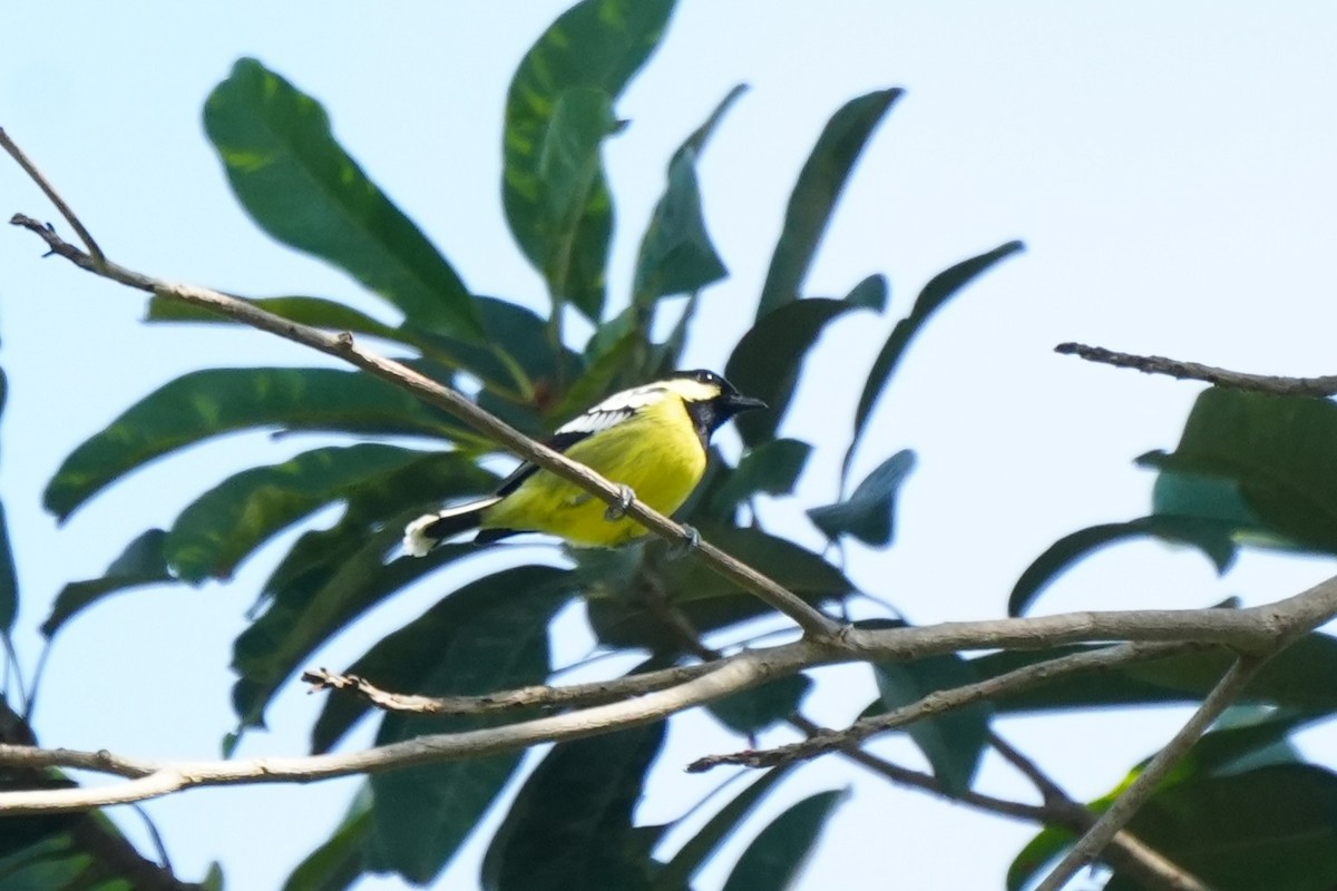 Elegant Tit - ML652134982