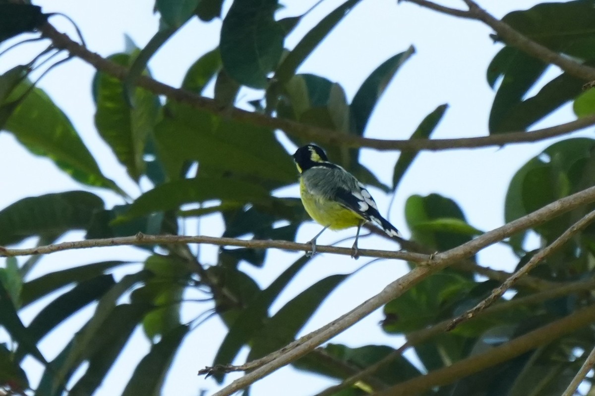 Elegant Tit - ML652134983