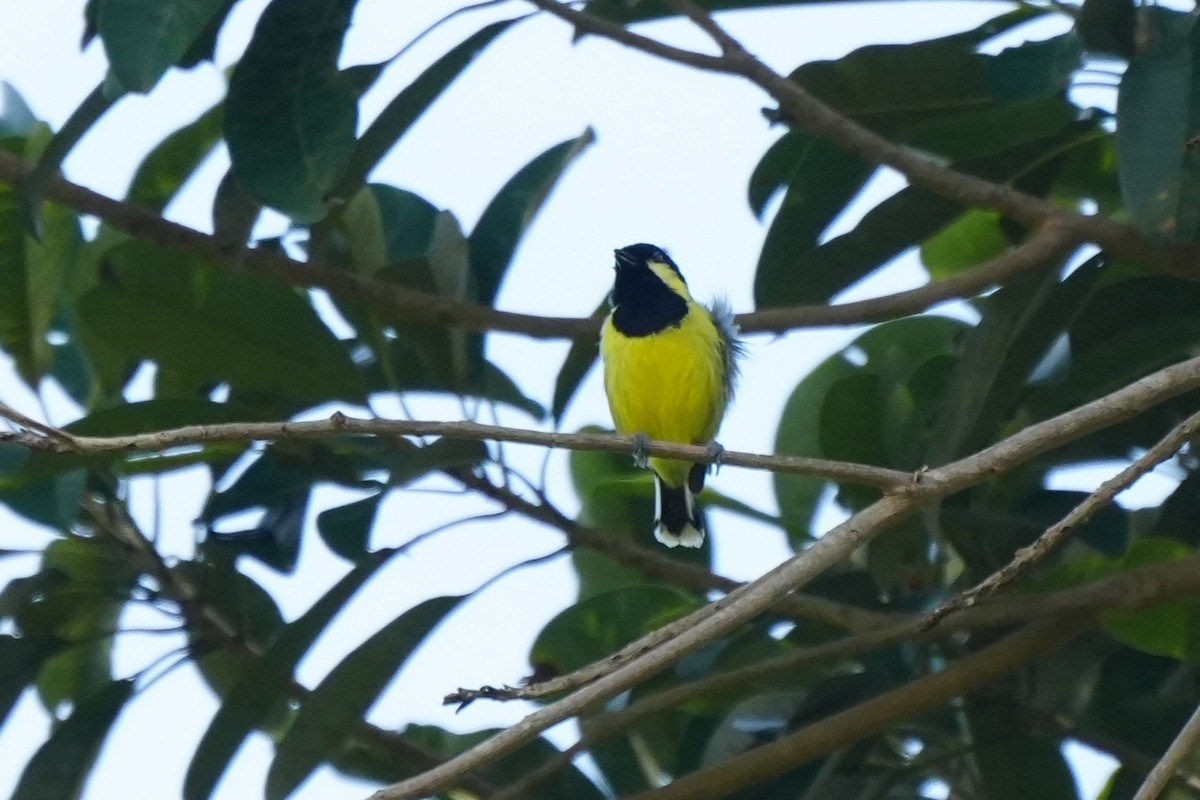 Elegant Tit - ML652134984