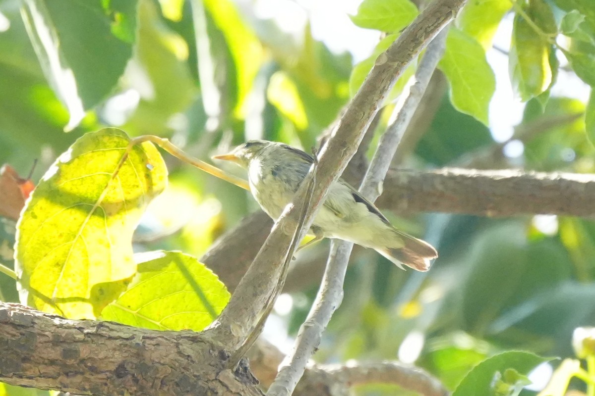 עלווית צפונית - ML652134988