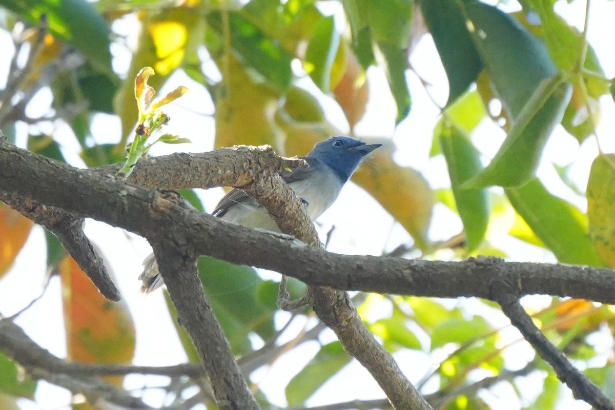 Black-naped Monarch - ML652134995