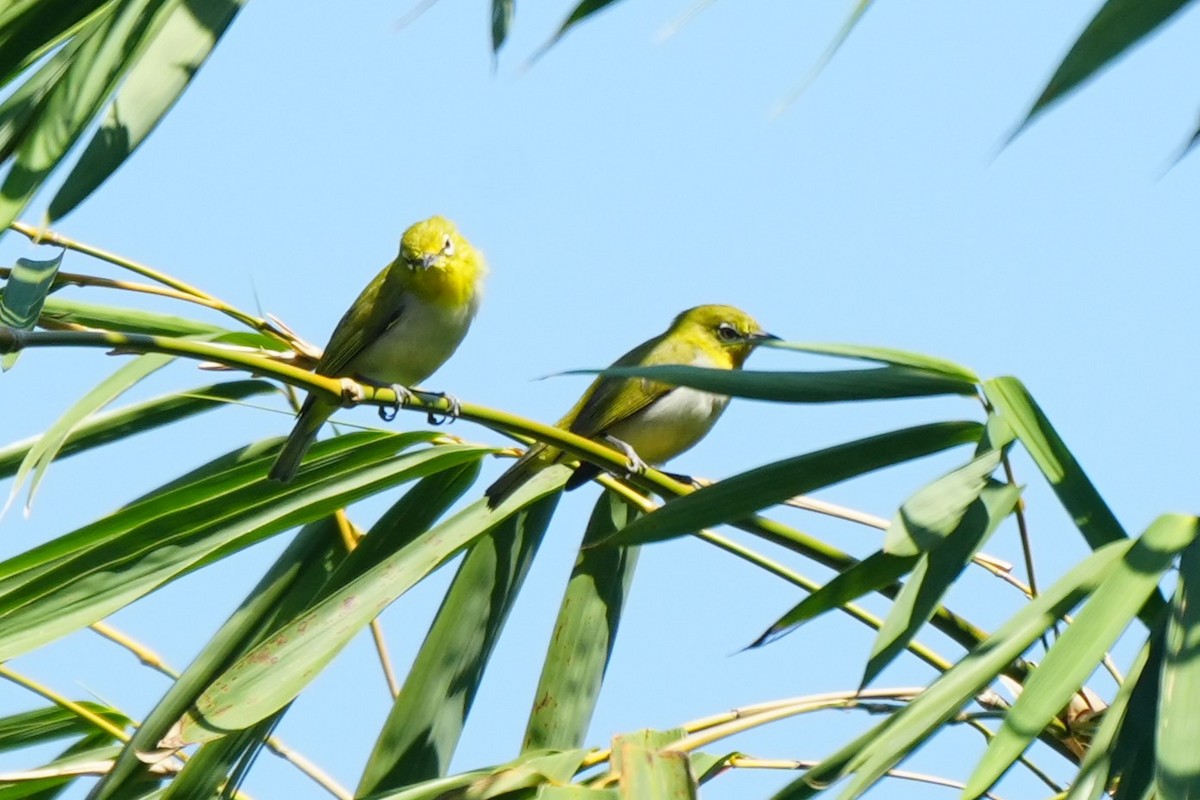 Lowland White-eye - ML652134997