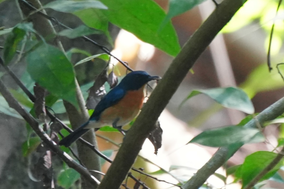 Mangrove Blue Flycatcher - ML652135048