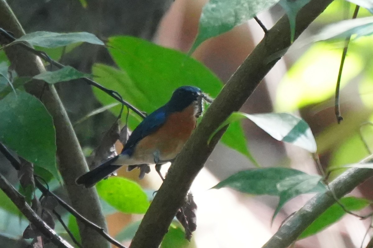 Mangrove Blue Flycatcher - ML652135049